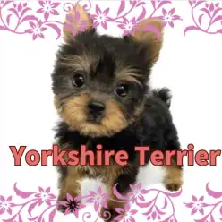 【 ヨークシャーテリア 】超甘えん坊BOY！手乗りサイズの小さめヨーキーくん入店