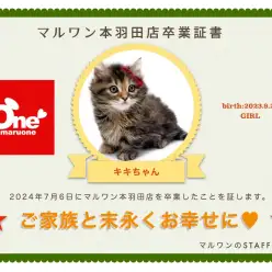 【卒業記念】マンチカンのキキちゃん卒業おめでとう！今までの感謝を込めて〜卒業ブログ〜
