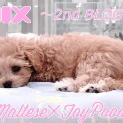 【 MIX マルプー 】驚愕のお利口さんぶりを発揮する生後95日の成長記録！