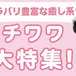 【 チワワ特集 】7/18現在在店中の世界最小犬種！最新動画は必見！