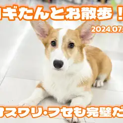 【 コーギー成長ログ 】全力で可愛いピーチ姫！賢い天才コギちゃん！