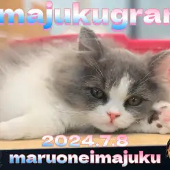 【 イマジュクグラム 】猫ちゃんたちの肉球を激写！だれの肉球でしょう？