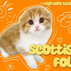 【 スコティッシュフォールド 】警戒心ゼロ！丸顔＆垂れ耳の神がかったニャンコ