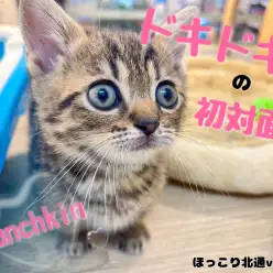 【 ほっこり北通Vol.90 】初対面は慎重に！マンチカンちゃんとのご挨拶