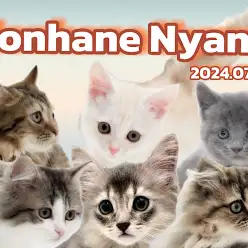 【 ホンハネニャンズ 】本羽田店にいる可愛いニャンズをマルっとご紹介！