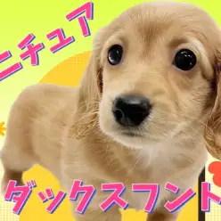 【 ミニチュアダックスフント 】大人気イエローカラー！短足界の美少女が降臨！