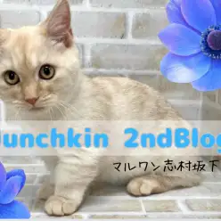 【 マンチカン 】短足まん丸ボディは健在！生後4ヶ月のあざと可愛い甘えんBOY！