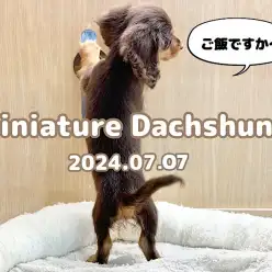 【 ダックス成長ログ 】ごはんまだかな！元気いっぱい食欲旺盛なダックスちゃん！