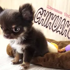 【 チワワ 】濃いめのチョコレートカラーが最上級にかわいい童顔プリンセス登場！