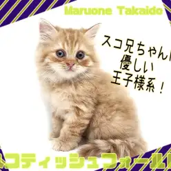 【 スコティッシュ・フォールド 】レッドタビー！おっとり優しい立ち耳スコ登場！