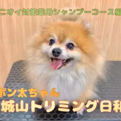 【 城山トリミング 】城山トリミング日和 No.17『ポン太ちゃん』