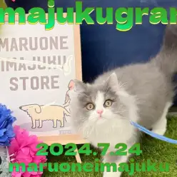 【 イマジュクグラム 】超温厚なラガマフィンの男の子！お散歩デビューに密着！