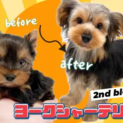 【 ヨークシャーテリア 】県内No.1の可愛さを持つヨーキーちゃんの成長記録！