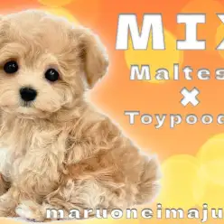 【 MIX マルプー 】マルチーズとトイプードルの最強ハーフ！爆毛ぬいぐるみ系！