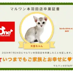 【卒業記念】シンガプーラの天吾くん卒業おめでとう！今までの感謝を込めて〜卒業ブログ〜