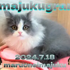 【 イマジュクグラム 】超童顔なラガマフィンちゃまが先輩にゃんこと初対面！