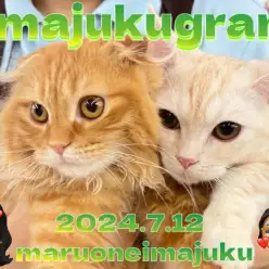 【 イマジュクグラム 】短足マンチカンちゃまと仲良しな垂れ耳スコティッシュちゃま