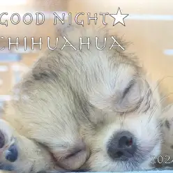 【 チワワ成長ログ 】可愛いチワワちゃんの寝顔ウオッチング！！