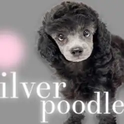 【 トイプードル 】東川口店久々の登場！毛色の変化を楽しめる希少なシルバーカラー