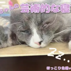 【 ほっこり北通Vol.94 】芸術的な寝方を見せるノルウェージャン