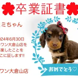 【 卒業証書 】ミミちゃん卒業おめでとう！！スタッフママより愛を込めて！