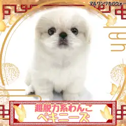 【 ペキニーズ 】溶けかけのアイスのような脱力感!可愛すぎるペキニーズちゃん