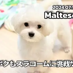 【 マルチーズ成長ログ 】できるかな？！おマルちゃんもスラロームに挑戦だ！