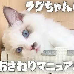 【 ラグドール成長ログ 】ラグちゃんのおさわりマニュアル大公開？！
