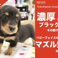 【 速報 】生後2ヶ月で730gなダックスちゃん！【 NEWS横浜元町 】