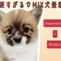 【 MIX犬 】ポメラニアン×コーギー？可愛すぎる奇跡のミックス犬ポメコギ登場！