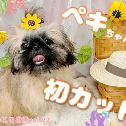 【 ほっこり北通Vol.92 】初サロン！劇的変身したペキニーズちゃんをご覧あれ