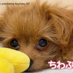 【 MIX 】港北NT店の元気っ子、チワプーちゃんの生後3ヶ月の今