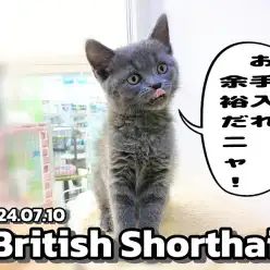 【 ブリティッシュショートヘア成長ログ 】ブリちゃまはお手入れ余裕ニャンだ！