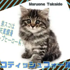 【 スコティッシュ・フォールド 】濃いめブラウンタビー&ボリューム満点ボディ！