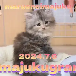 【 イマジュクグラム 】7/6に仲間入りした困り顔の癒し系なサイベリアンちゃま！