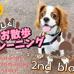 【 キャバリア 】全力スマイルで癒しを届ける！お散歩トレーニングの2ndブログ！