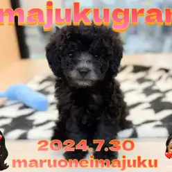 【 イマジュクグラム 】速報!希少なシルバーカラーのトイプードルが仲間入り!