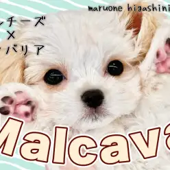 【 MIX・マルチーズ×キャバリア 】「パーフェクト美少女」通称マルキャバ登場！