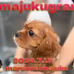 【 イマジュクグラム 】ルビーカラーのキャバリアちゃま!シャンプー動画を大公開