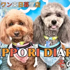 【 NIPPORI DIARY その 】体脂肪測定会に密着！ココ＆ルル編