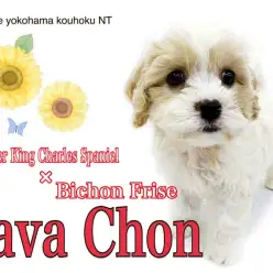 【 キャバション 】ミルキーカラーの天真爛漫なハートの王子様