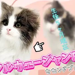 【 ノルウェージャンフォレストキャット 】生後5ヶ月！美形キャットの成長記録
