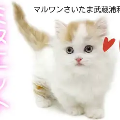 【 ミヌエット 】長毛短足の癒し系は必見！大きな瞳と詰まった鼻の美猫が登場！