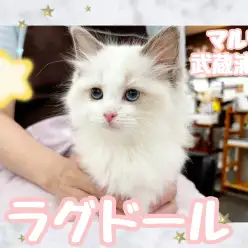 【 ラグドール 】垂れ目のゴージャスレディー！究極の美少女が埼玉に登場！