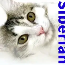 【 サイベリアン 】驚異的な抱っこ猫に成長！お手入れ上手な女の子！