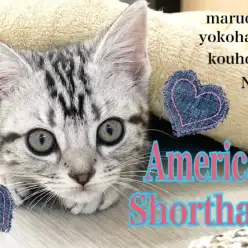 【 アメリカンショートヘア 】運動神経抜群！遊ぶの大好き元気印の女の子