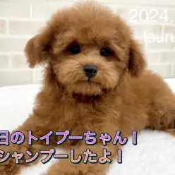 【 トイ・プードル 】本日のトイプーちゃん！シャンプーしたよ！
