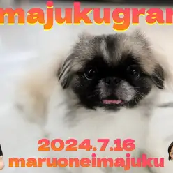 【 イマジュクグラム 】生後6ヶ月を迎えたおっとりペキニーズちゃまの最新動画！