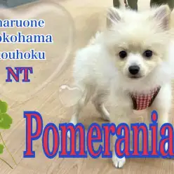 【 ポメラニアン 】猿期終盤！嬉し楽しいお散歩デビュー！