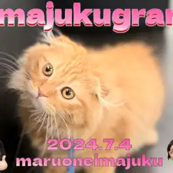 【 イマジュクグラム 】お散歩デビュー記念！生後4ヶ月のスコティッシュちゃま！